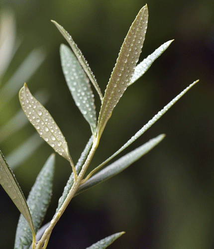 Olea europea
 	20% de oleurope&iacute;na