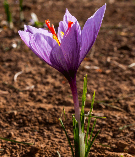 Crocus sativus
 	2% de Saffranal; 3% crocinas