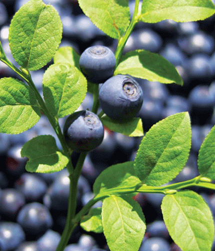 Vaccinium Myrtillus
 	25% de antocian&oacute;sidos (antocianos)