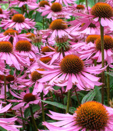 Equinacea purpurea
 	3% de &aacute;cido chic&oacute;rico; 2,4% fructofuran&oacute;sidos