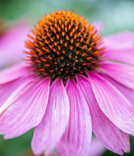 Equinacea purpurea
 	2% de &aacute;cido chic&oacute;rico; 1% de &aacute;cido caft&aacute;rico