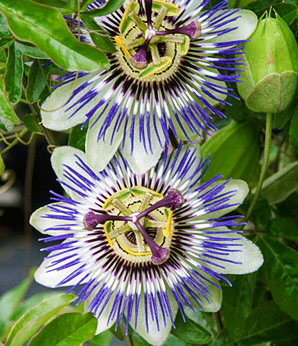 Pasiflora incarnata
 	4% de vitexina